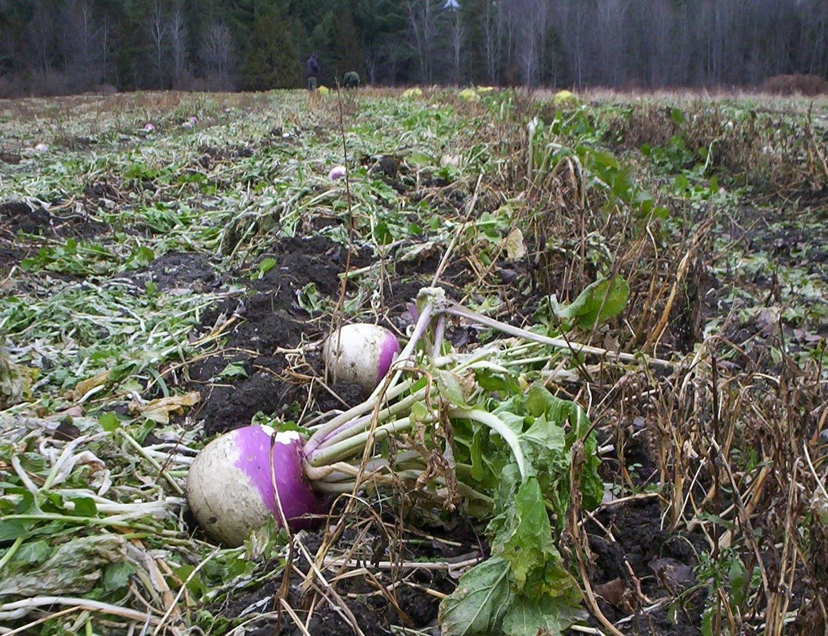 vegetables ready to be gleaned