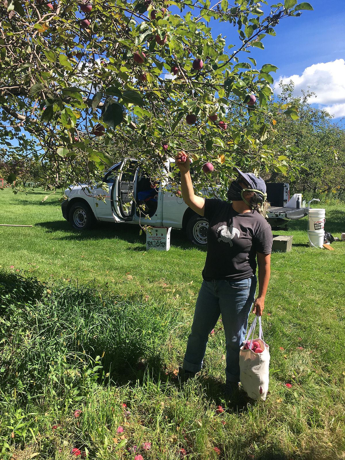 women picks apple from tree