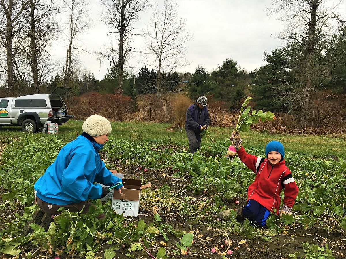 Lynette & Carson glean at Riverside Farm