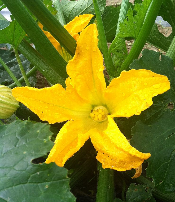 zucchini flower