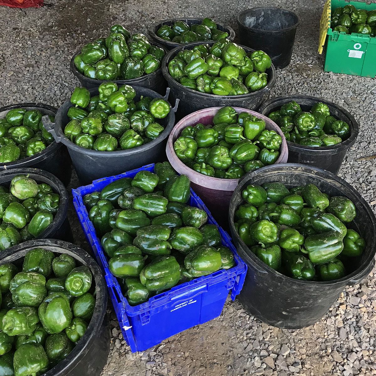 Surplus peppers