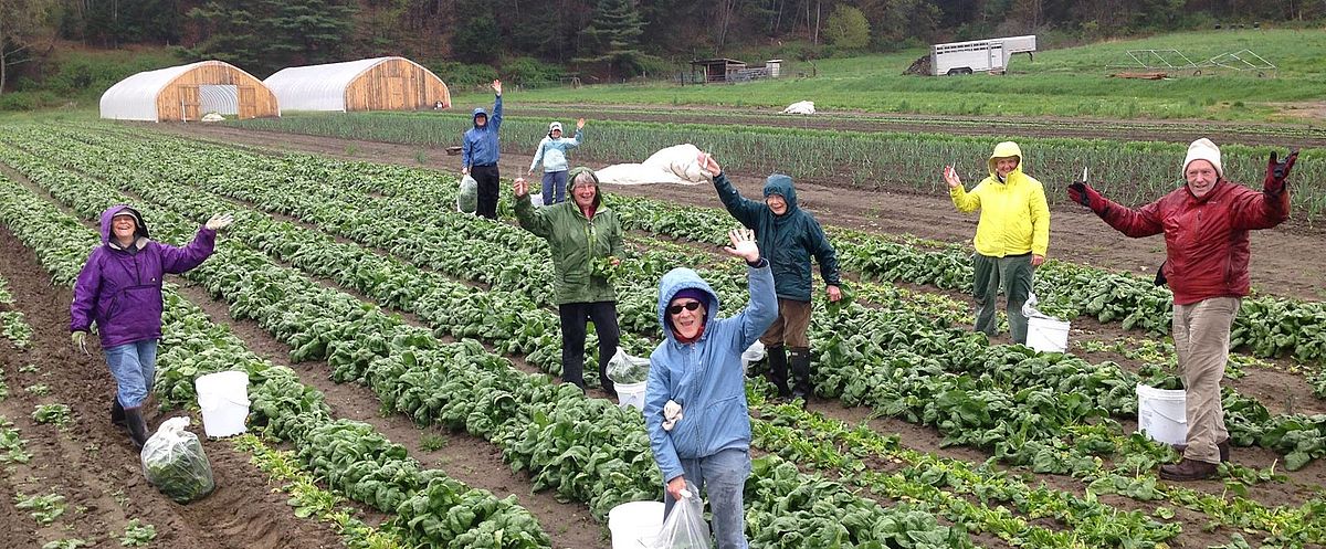 Volunteers glean corn at Hazendale Farm.