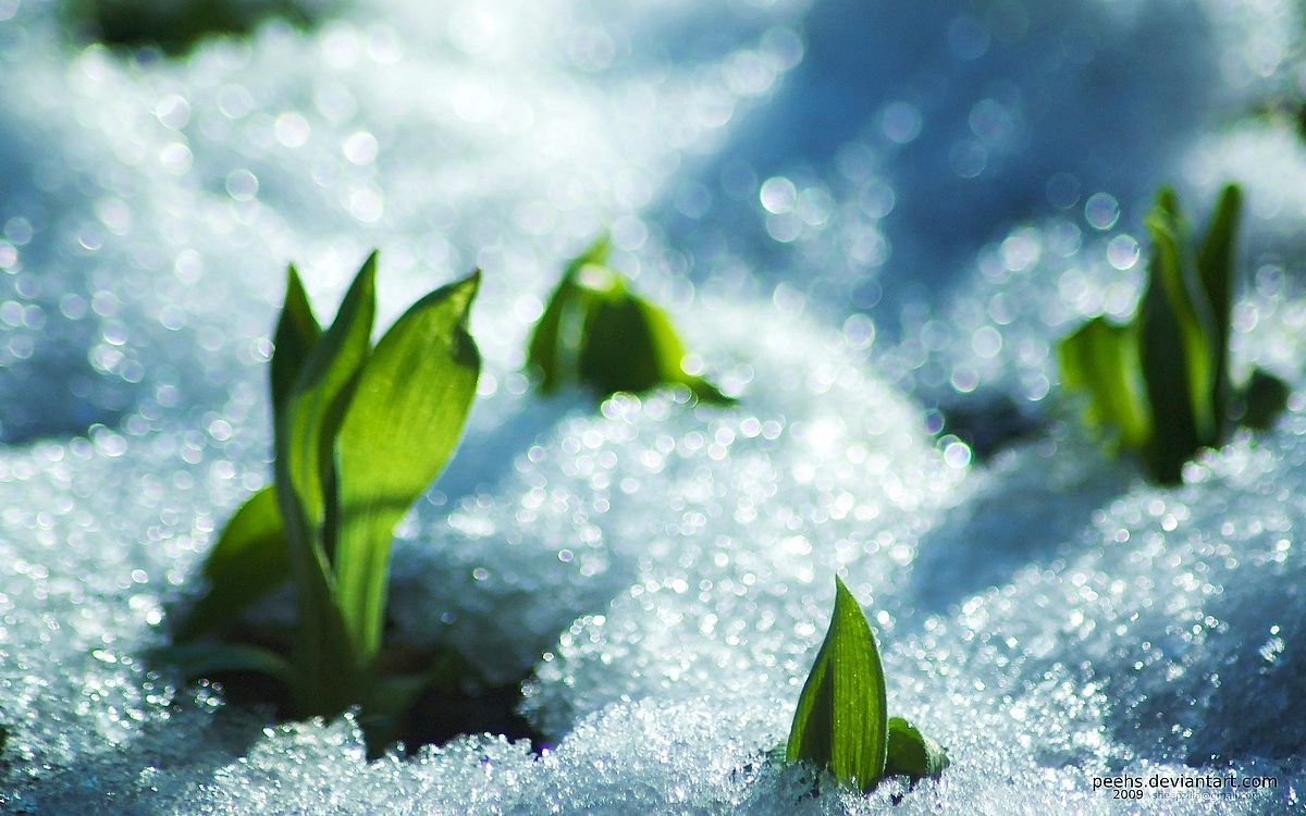 plants sprout through the snow