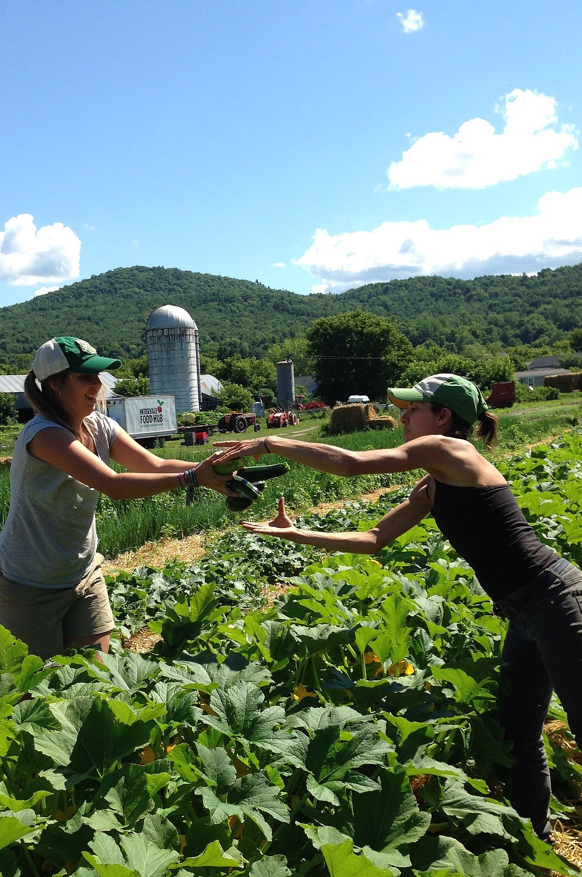 women pass off cucumbers in a farm field