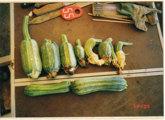 interestingly shaped squashes