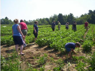 Gleaners in a field gleaning