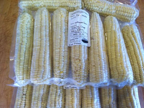 Corn, blanched and froze on the cob in our 2012 minimal processing project with Green Mountain College.