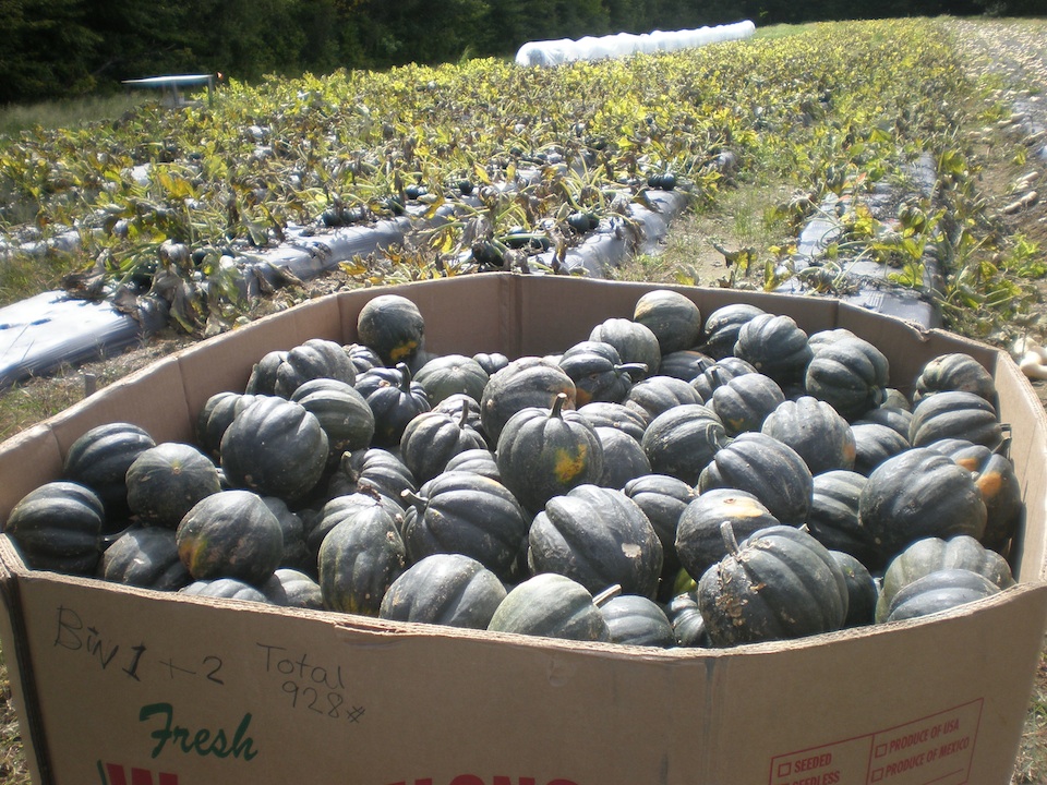 acorn squash field and harvest