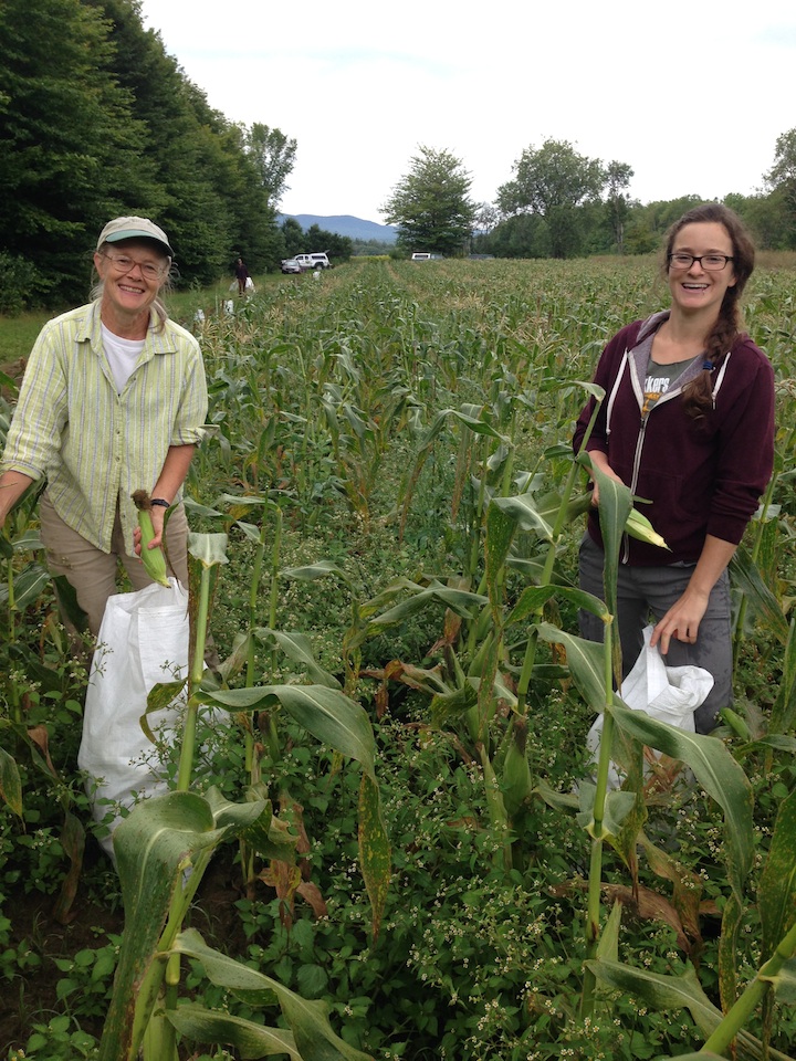 Gleaning at High Mowing Seeds