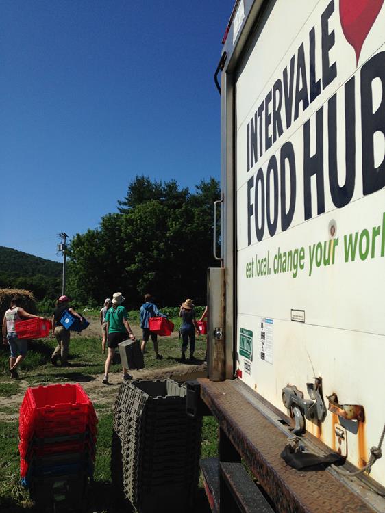 Intervale Center's gleaning program volunteers enter the fields at Jericho Settlers Farm.