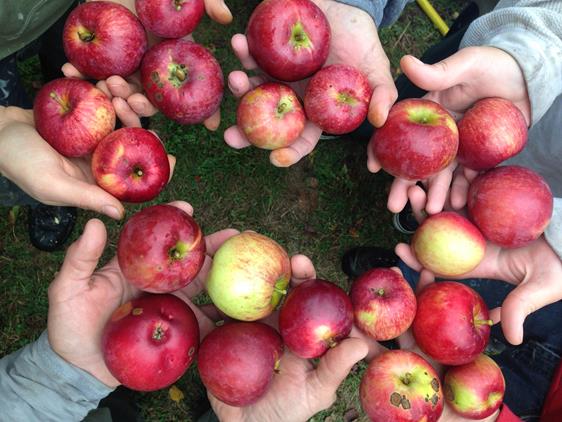 The second ever incarcerated crew to glean in Vermont helped us pick more than 1,100 pounds from the orchard at  Vermont Technical College.