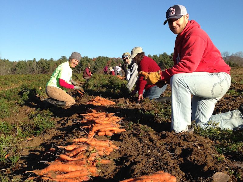 harvesting vegetables