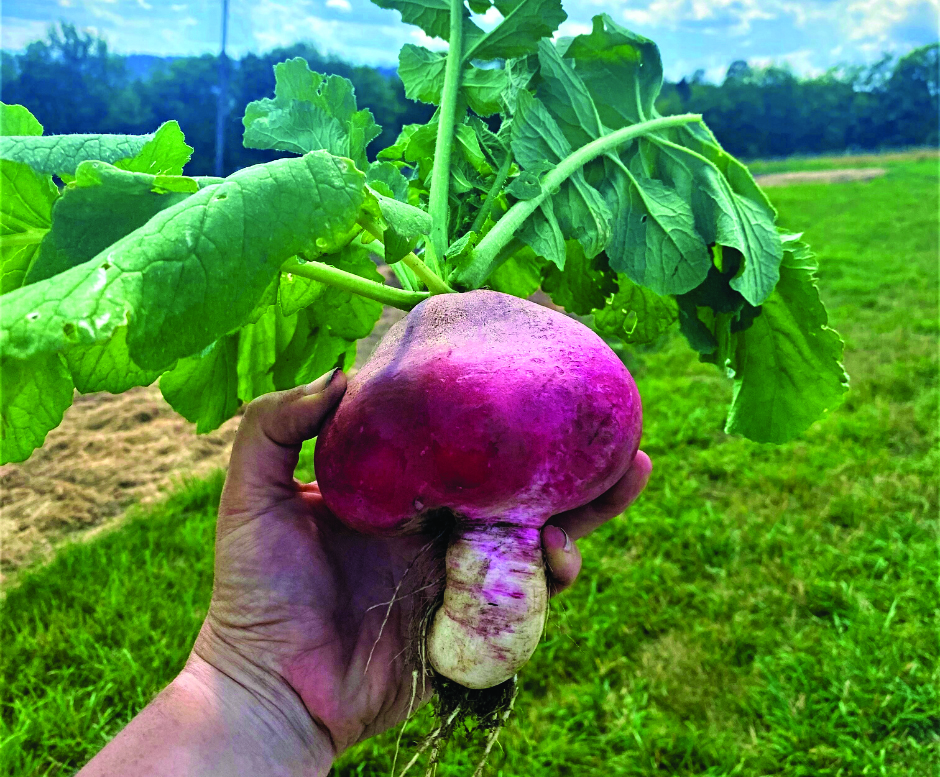 funky looking radish