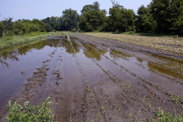 flooded farm field